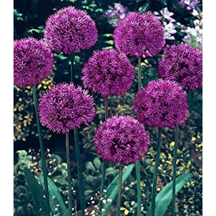 Allium aflatunense