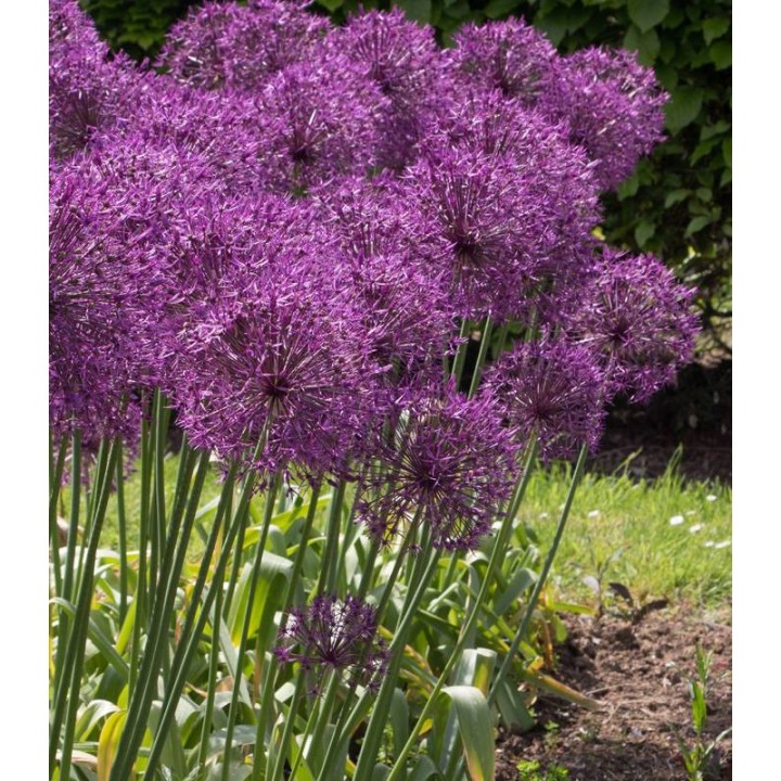 Allium Purple Rain