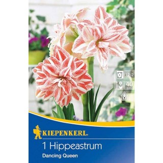 Bulbi de Amaryllis Dancing Queen
