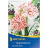 Bulbi de Amaryllis Dancing Queen