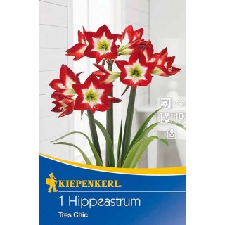 Bulbi de Amaryllis Tres Chic