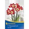 Bulbi de Amaryllis Tres Chic