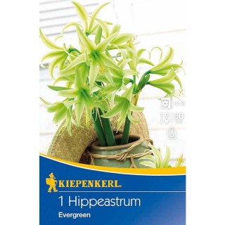 Bulbi Amaryllis Evergreen
