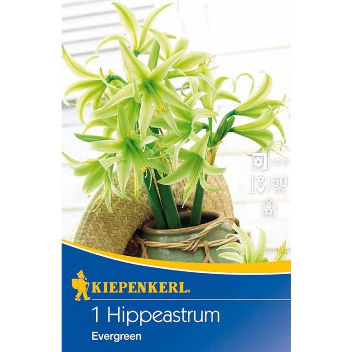Bulbi Amaryllis Evergreen
