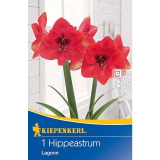 Amaryllis Lagoon - 1 bulb