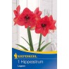 Amaryllis Lagoon - 1 bulb