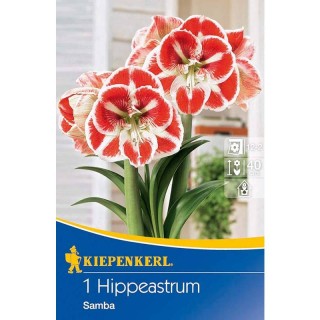 Amaryllis Samba - 1 bulb