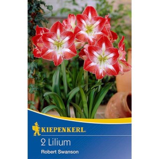 Amaryllis XXL Minerva - 1 bulb