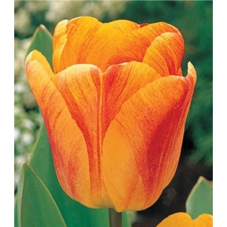 Lalele Beauty of Apeldoorn, 5 bulbi