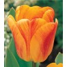 Lalele Beauty of Apeldoorn, 5 bulbi