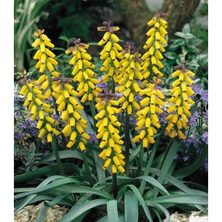Muscari Golden Fragrance - 5 bulbi