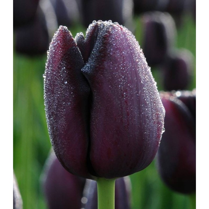 Lalele Queen of Night, 5 bulbi