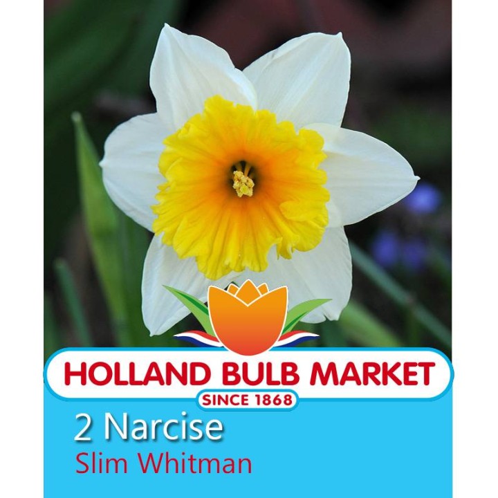 Narcise Slim Whitman, 5 bulbi