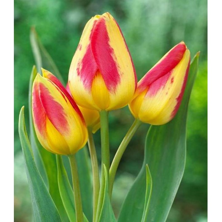 Lalele Florette - 5 bulbi