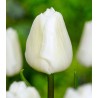 Lalele White Prince 5 bulbi