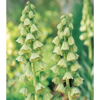 Fritillaria Persica Ivory Bells (1 bulb)