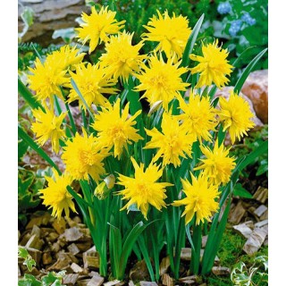 Bulbi de narcis Rip van Winkle
