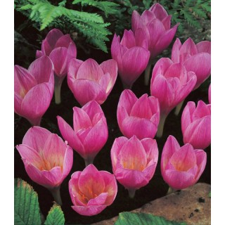 Crocus Zonatus - 10 bulbi