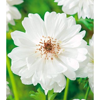 Anemone Mount Everest - 15 bulbi