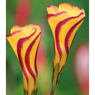 Oxalis Golden Cape, 3 bulbi