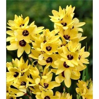 Ixia Yellow Emperor - 10 bulbi