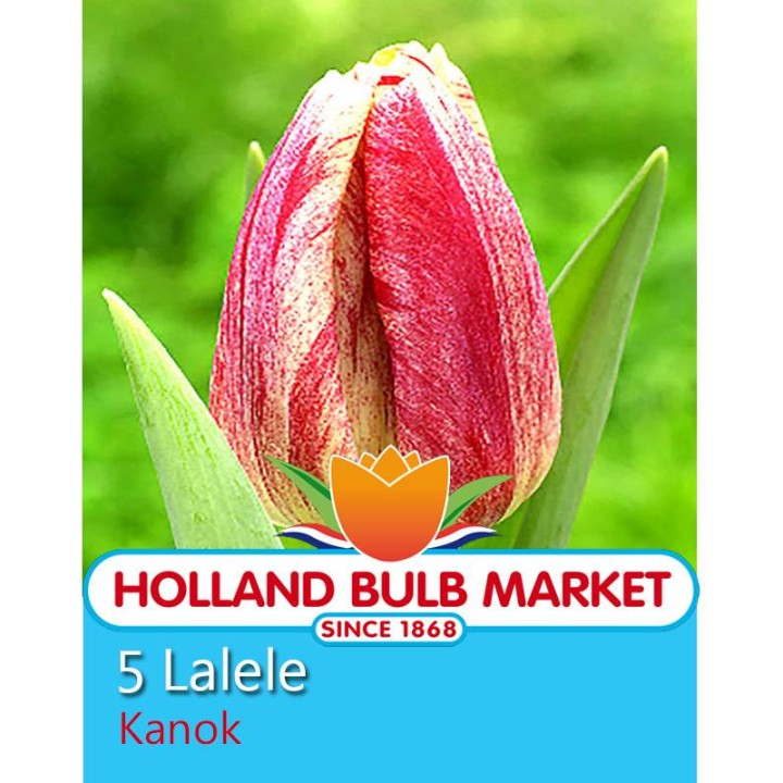 Lalele Kanok - 5 bulbi