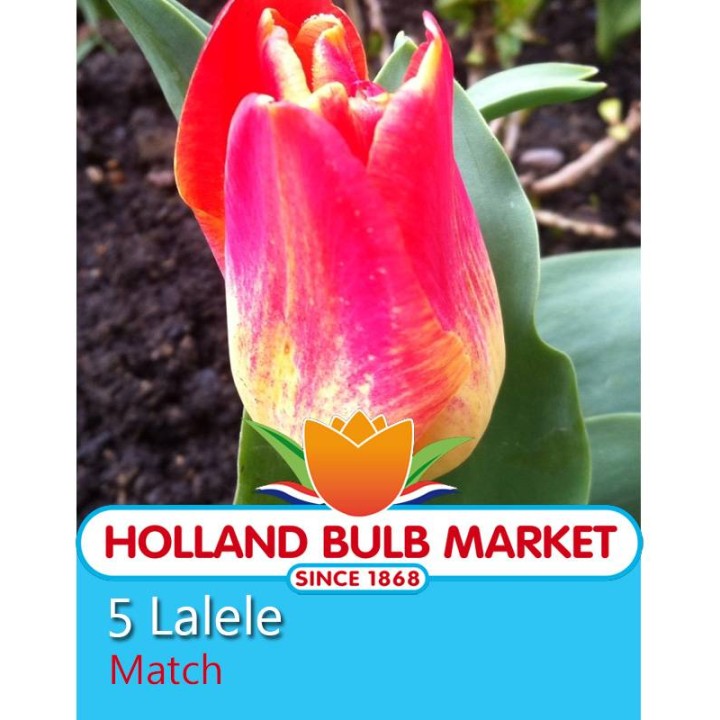 Lalele Match - 5 bulbi
