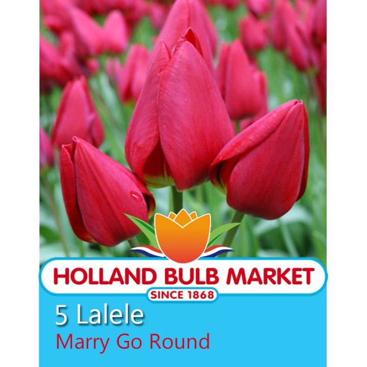 Lalele Merry Go Round - 5 bulbi