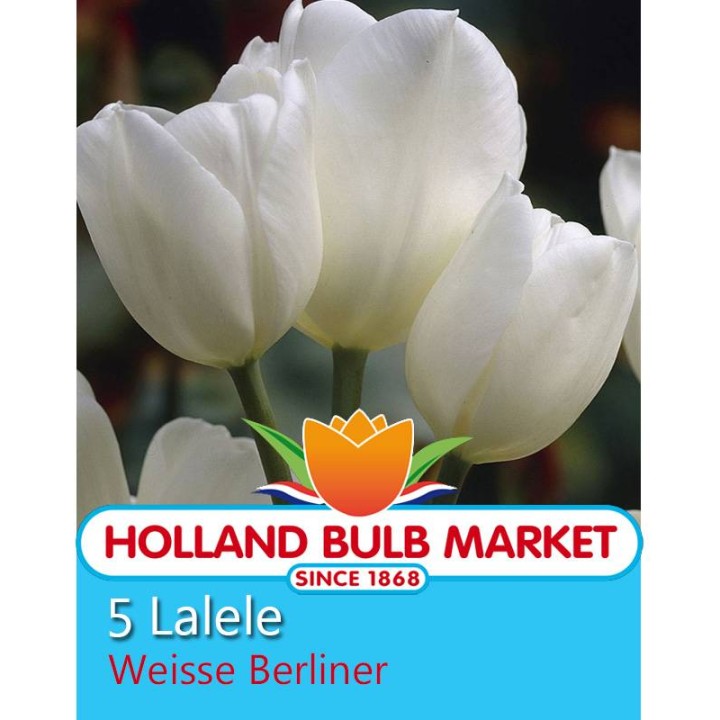 Lalele Weisse Berliner, 5 bulbi