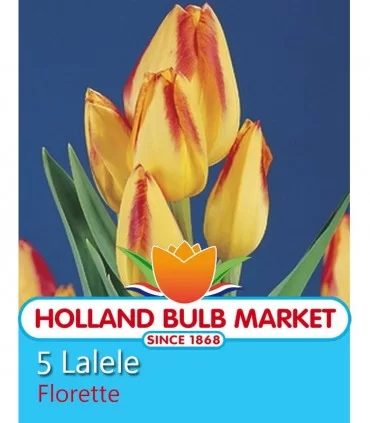 Lalele Florette - 5 bulbi