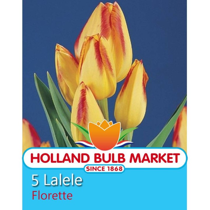 Lalele Florette - 5 bulbi