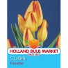 Lalele Florette - 5 bulbi