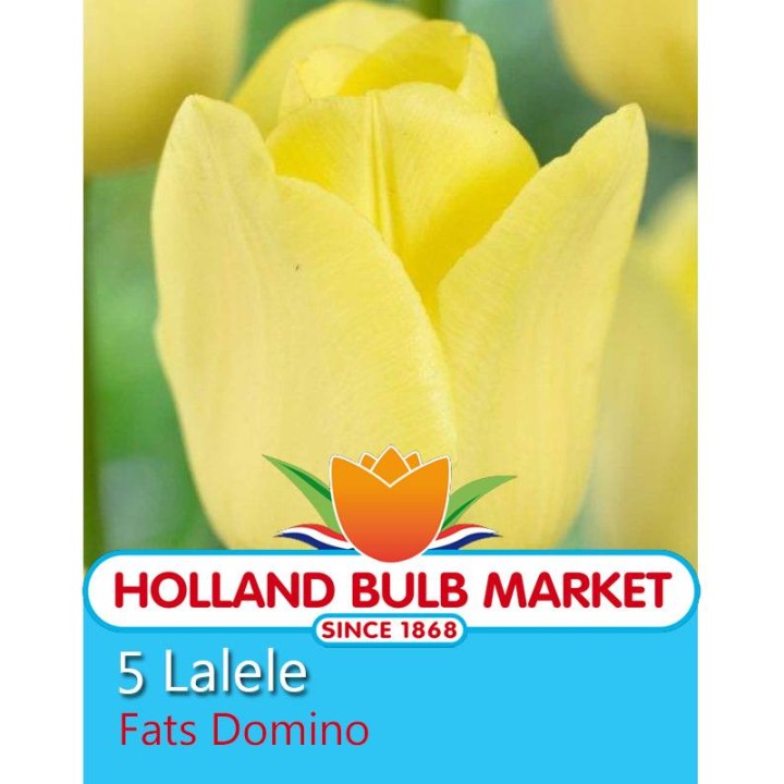 Lalele Fats Domino - 5 bulbi