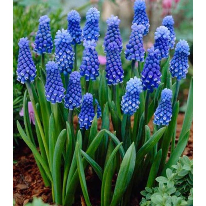 Muscari Dark Eyes - 8 bulbi