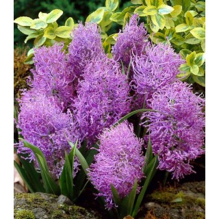 Muscari Plumosum - 10 bulbi