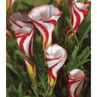 Oxalis Versicolor- 5 bulbi