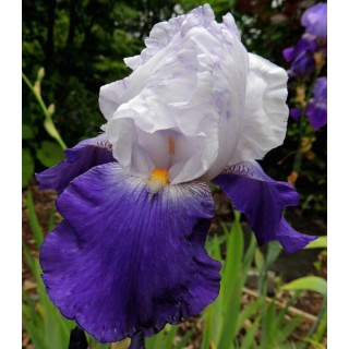 Iris germanica Arpege - 1 bulb