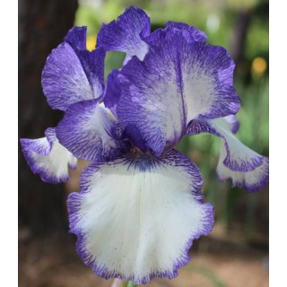 Iris germanica Blue Staccato - 1 bulb