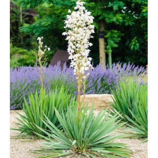 Yucca de gradina - 1 radacina