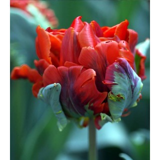Rococo - 5 bulbi