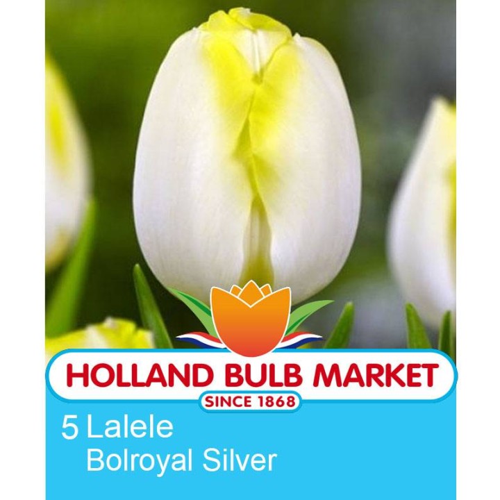 Bolroyal Silver - 5 bulbi