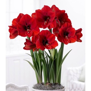 Bulbi de Amaryllis Red