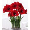 Bulbi de Amaryllis Red