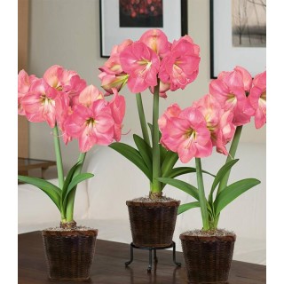 Amaryllis Pink - 1 bulb