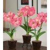 Amaryllis Pink - 1 bulb