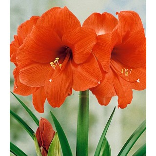 Amaryllis Orange - 1 bulb