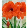 Amaryllis Orange - 1 bulb