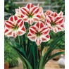 Amaryllis Striped - 1 bulb
