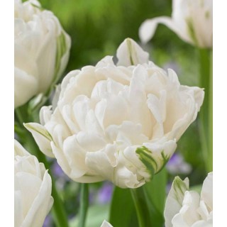 Up White - 5 bulbi