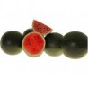 Seminte pepene verde Lantha F1
